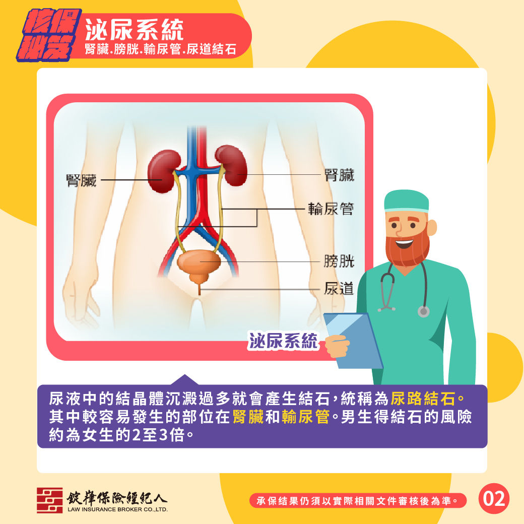 泌尿系統-腎臟、膀胱、輸尿管、尿道結石 泌尿系統-腎臟、膀胱、輸尿管、尿道結石